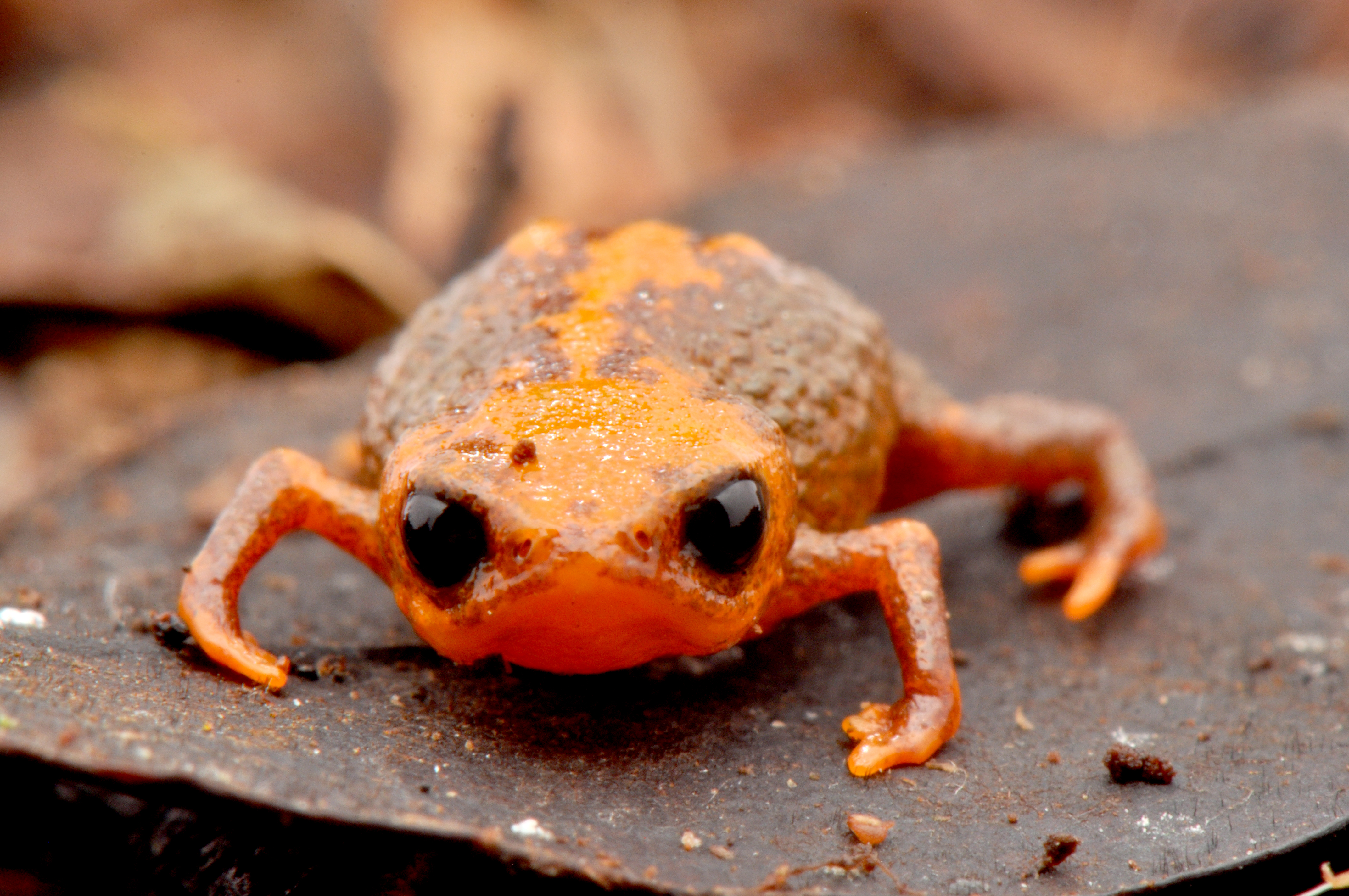 Brachycephalus quiririensis. Foto: Luiz Fernando Ribeiro