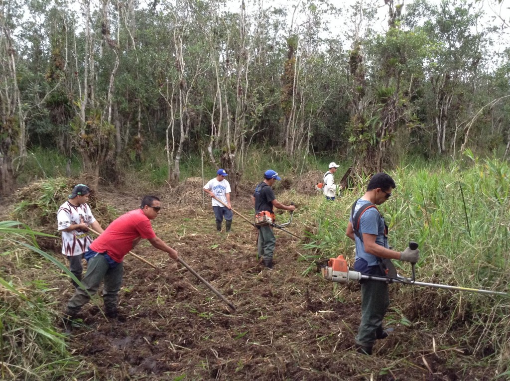 Equipe efetuando corte manual das braquiárias.
