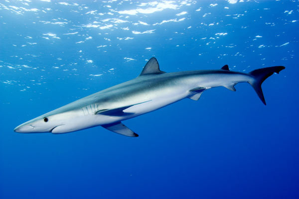 tubarao-azul-especie-tubarao5