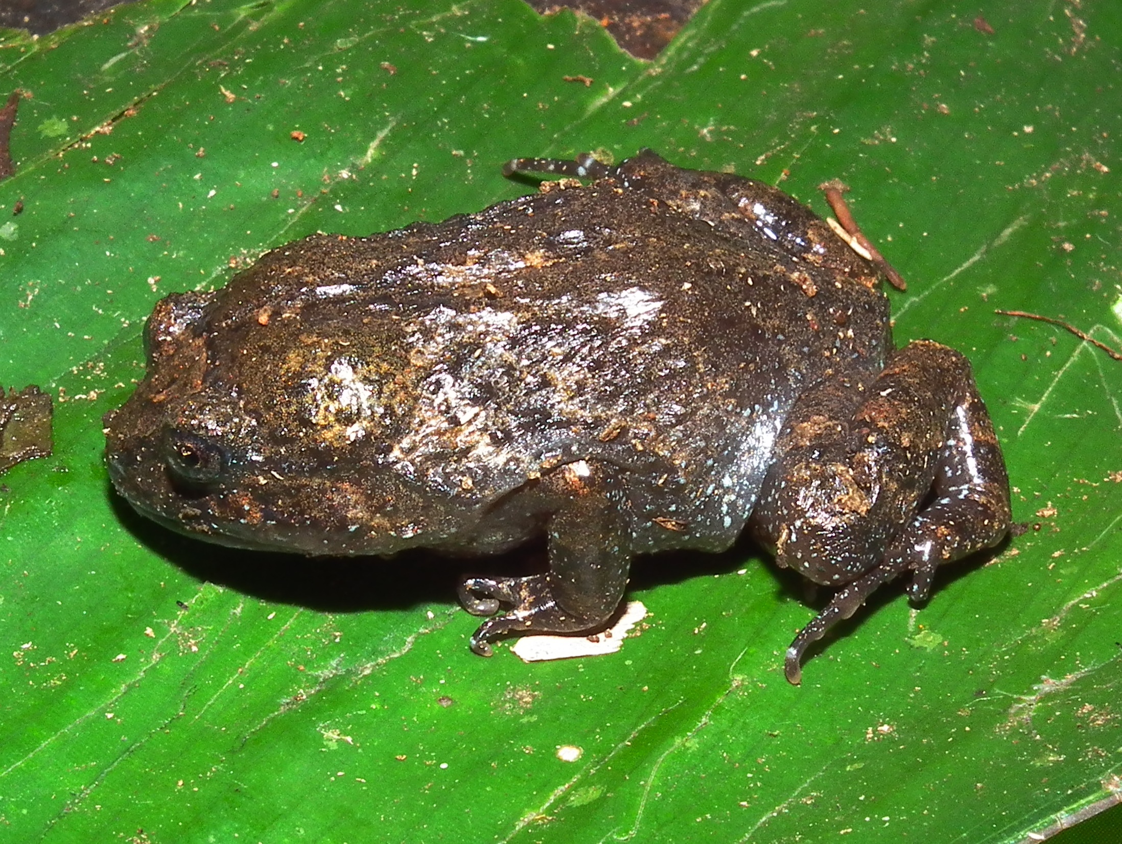 Cyclorhamphus bolitoglossus, fotografado por Sérgio Morato, na localidade de Mananciais da Serra (Piraquara-PR).