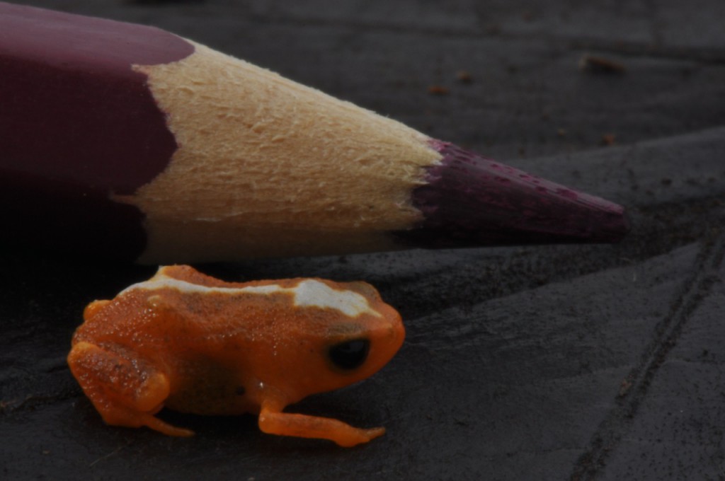 Brachycephalus mirissimus