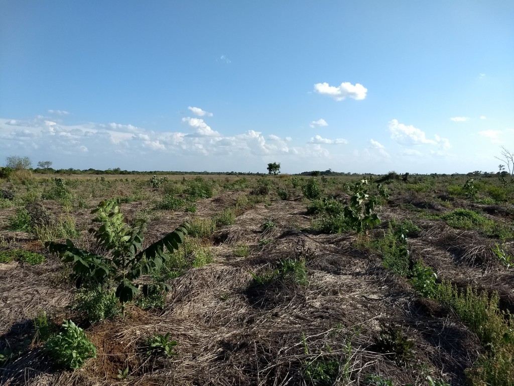 Restauração Ecológica PEVRI