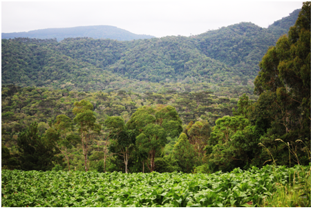 Área localizada na região da APA da Serra da Esperança