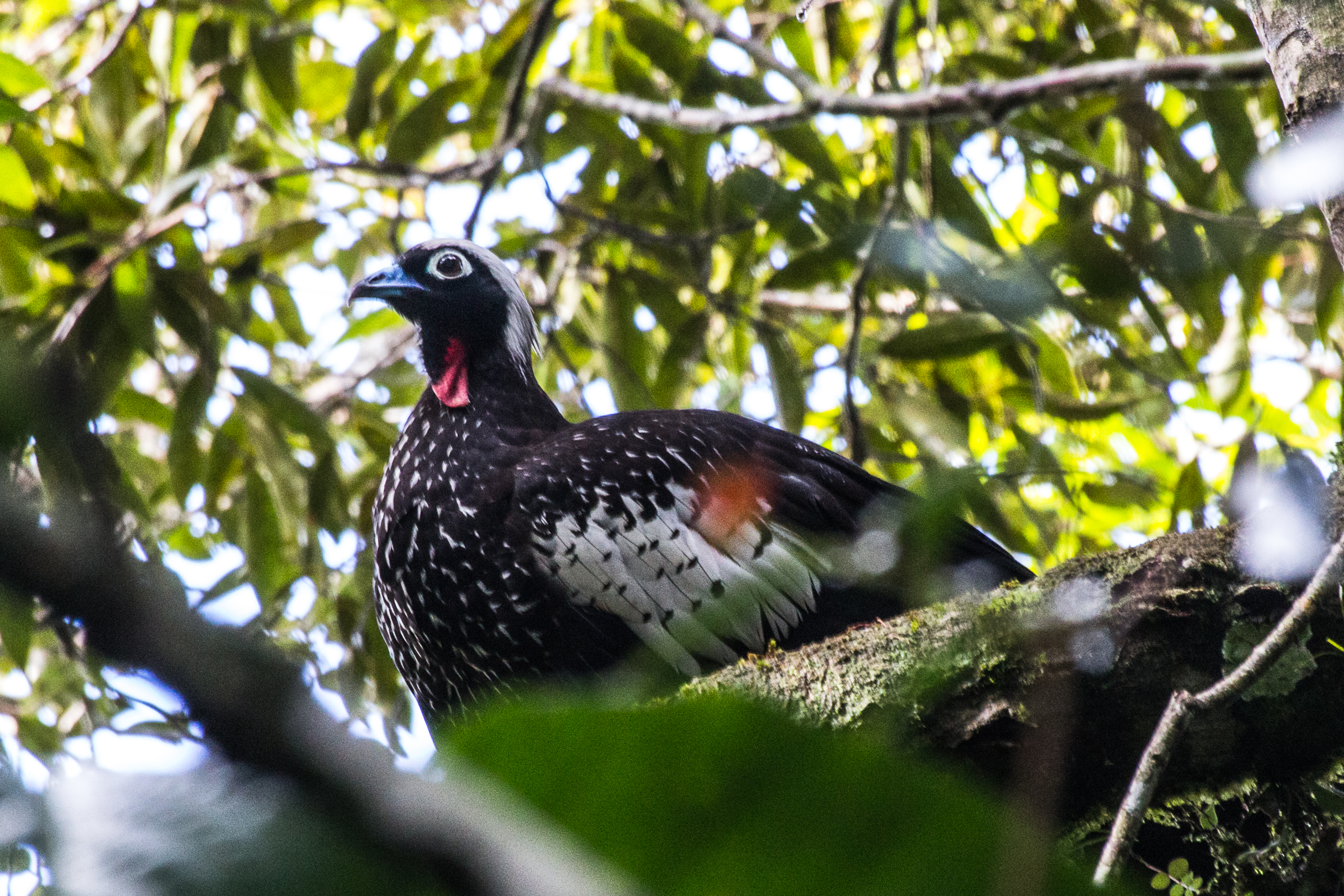 Aburria jacutinga - Foto: Tiago Machado de Souza 