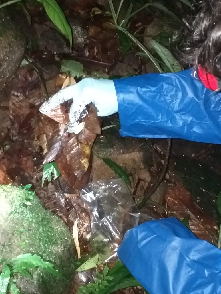 Foto 3 - Coleta de solo e água para análise de DNA ambiental no local que coletamos o indivíduo de Cycloramphus rhyakonastes.