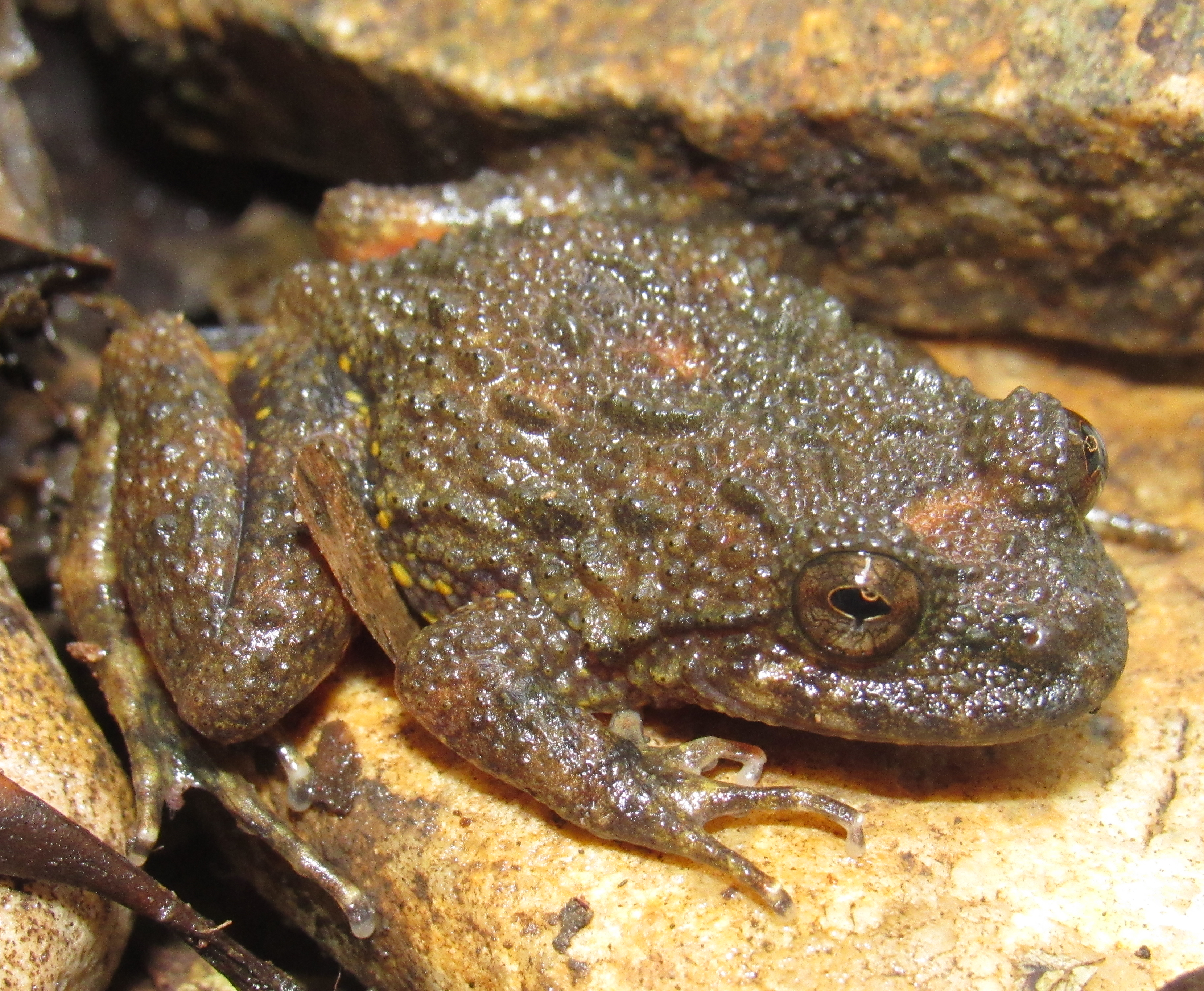 Foto 1 - Indivíduo de Cycloramphus rhyakonastes coletado em Morretes, Serra da Graciosa, Curva da Ferradura.