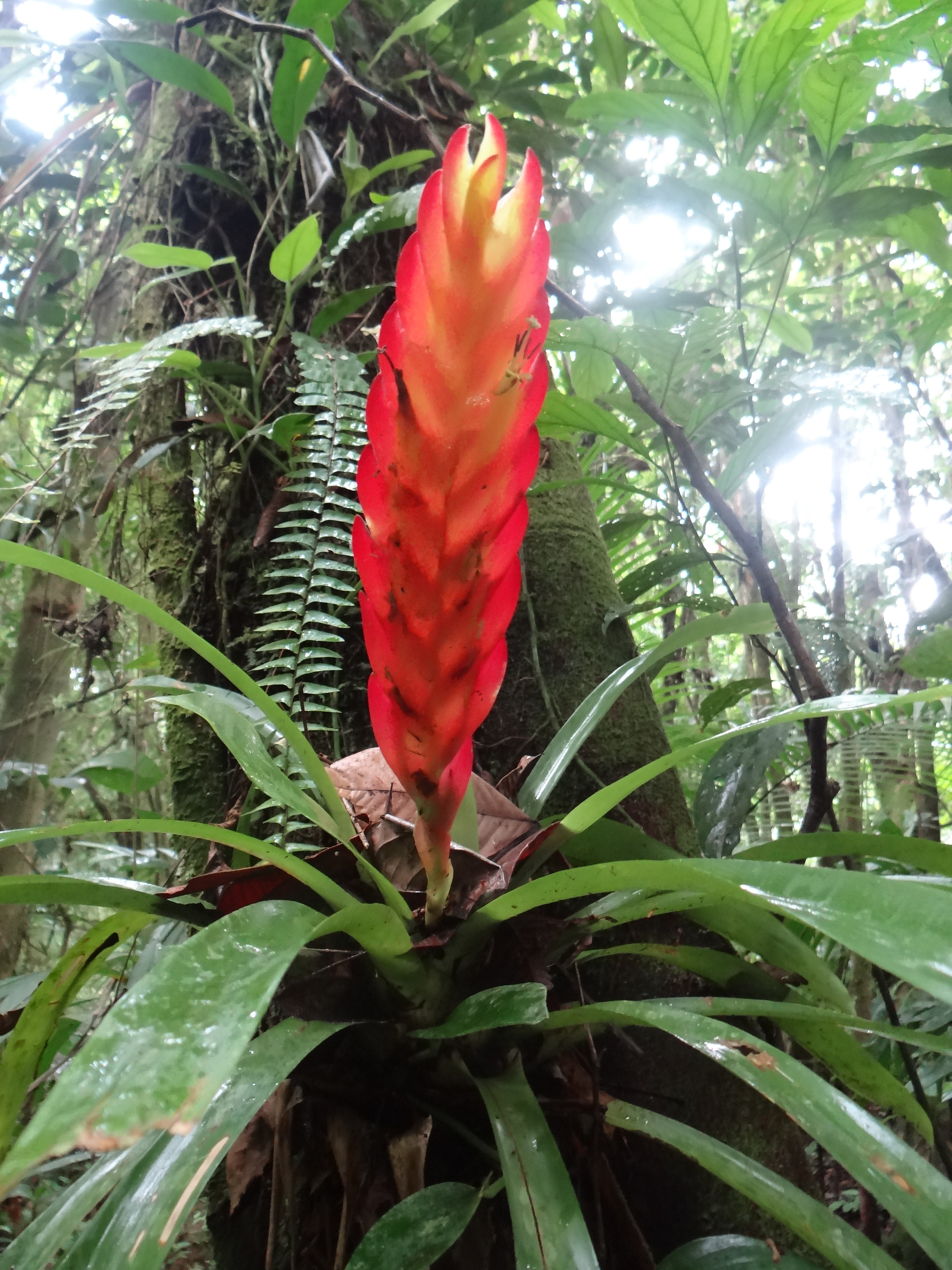 Bromélia avistada durante visita a propriedade.