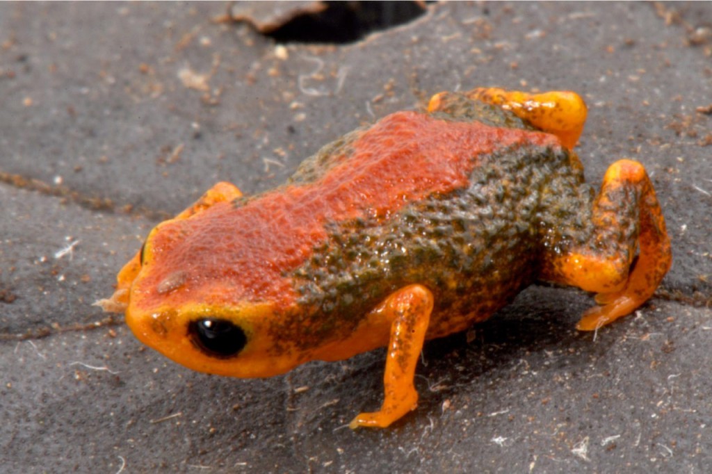Figura 4. Brachycephalus coloratus, até então conhecido somente do Recreio da Serra (Piraquara, PR), registrado no morro Pão de Ló (Quatro Barras, PR). Foto: Luiz Fernando Ribeiro.
