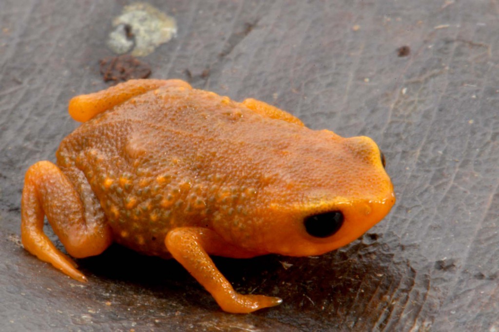 Figura 3. Espécime de Brachycephalus tridactylus registrado em uma nova localidade, além da única em que era conhecida, na Reserva Salto Morato (Guaraqueçaba, PR). Foto: Luiz Fernando Ribeiro.