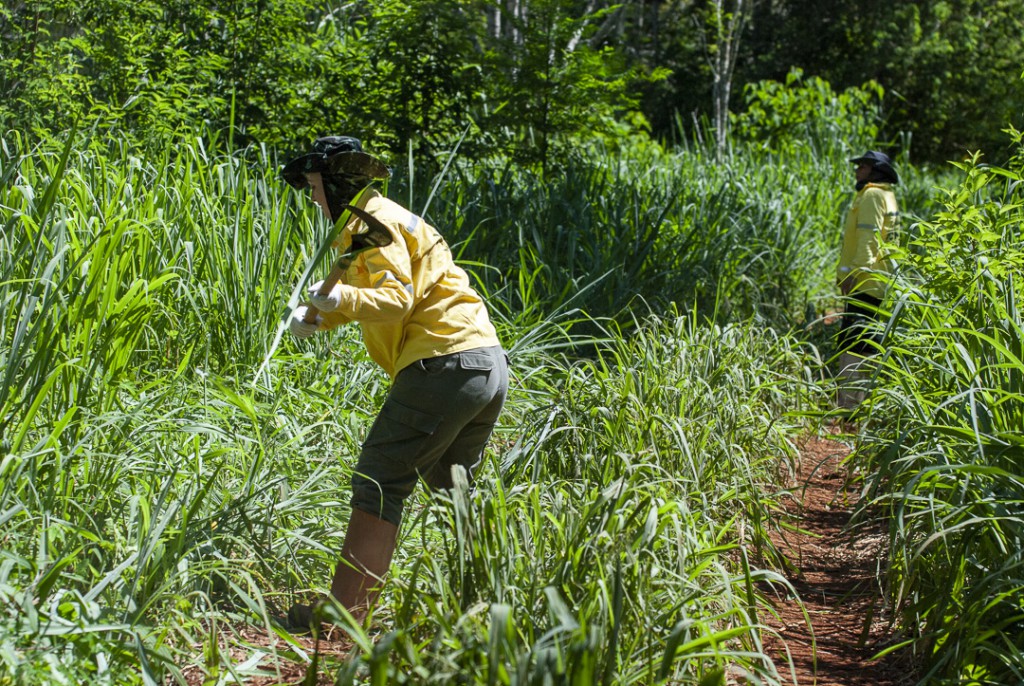 Brigadista durante atividade de manutenção no Parque Nacional do Iguaçu.