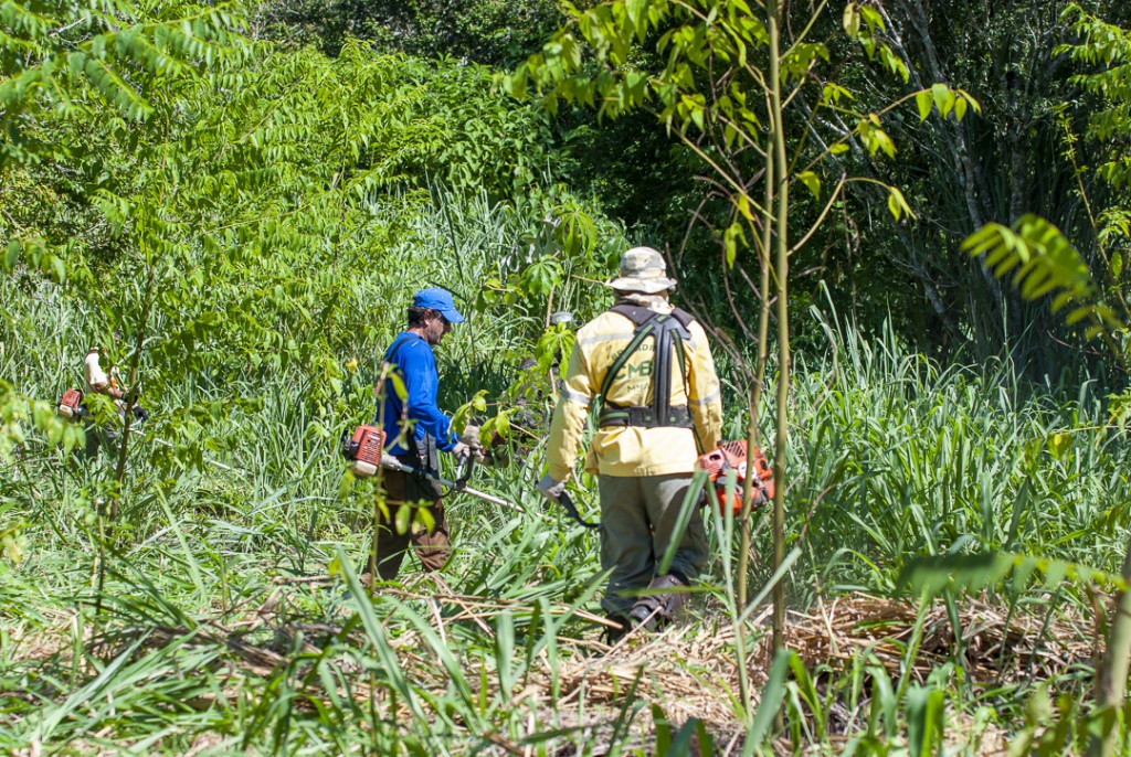 Manutenção na área de plantio das espécies nativas na antiga fazenda Salinet.