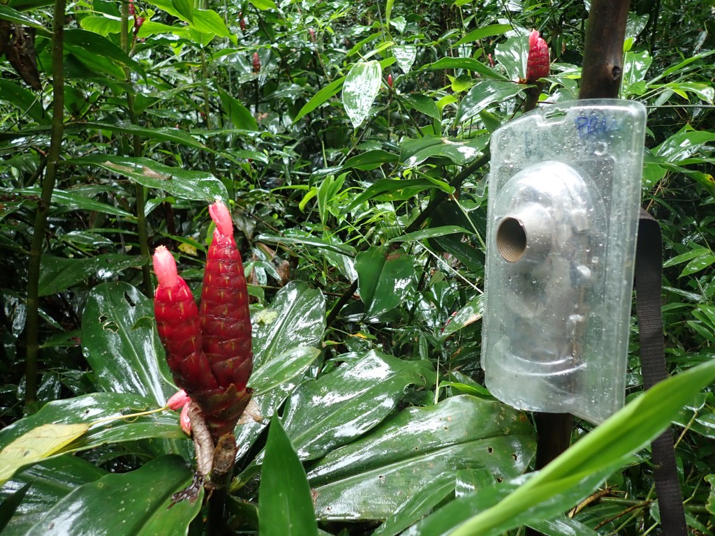 Posicionamento da câmera para registro das interações com os beija-flores