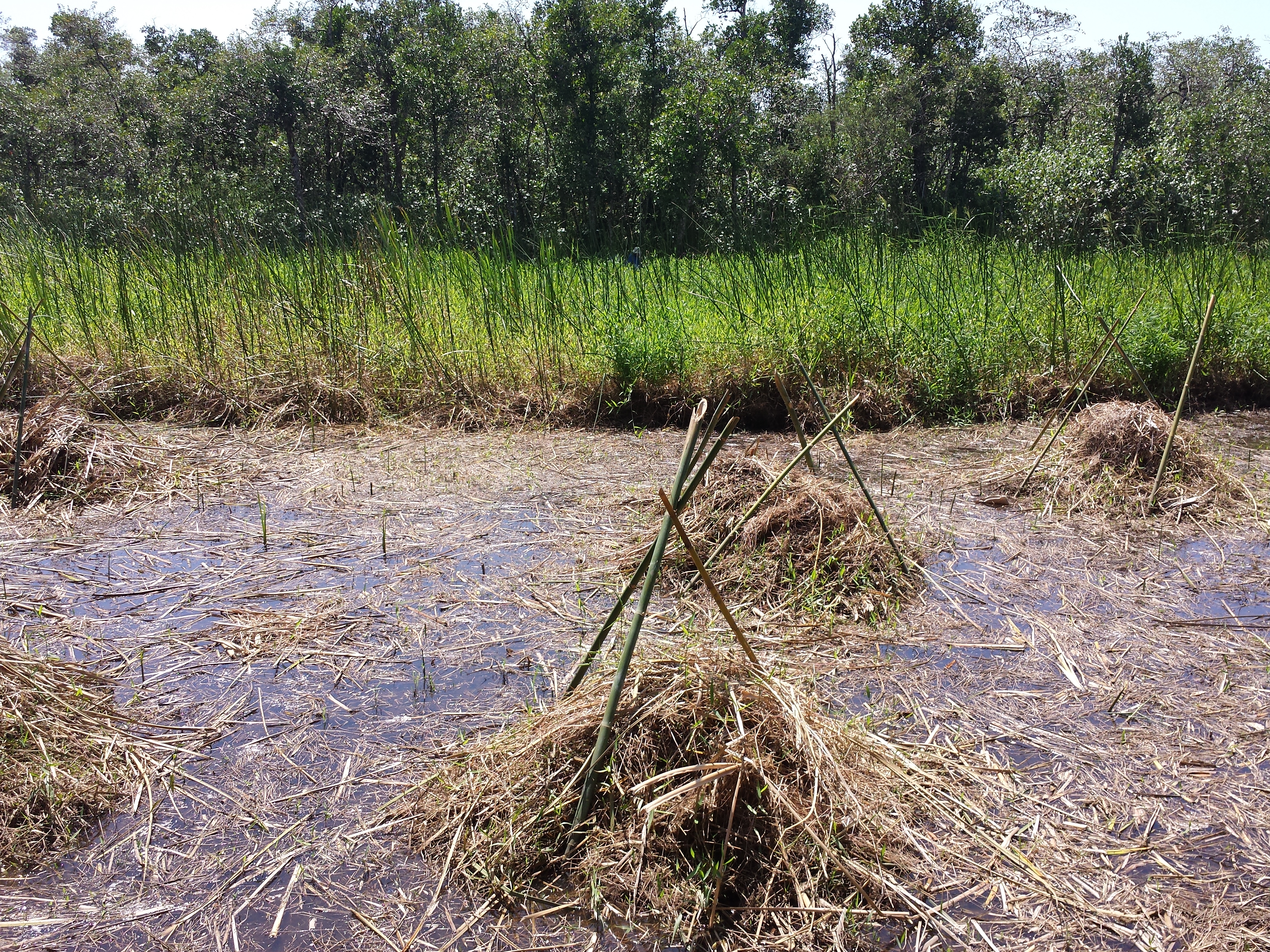 Figura 3. Manejo de uma área invadida pelas braquiárias-d'água logo após a roçada. Notem que há uma grande quantidade de biomassa roçada flutuando que ainda não está nas pilhas. Quando a maré desce, esse resto de vegetação é rastelado e preso nas pilhas para evitar que se espalhe. Ao fundo, tem-se um brejo invadido pelas braquiárias-d'água. Foto: Marcos R. Bornschein (2016).