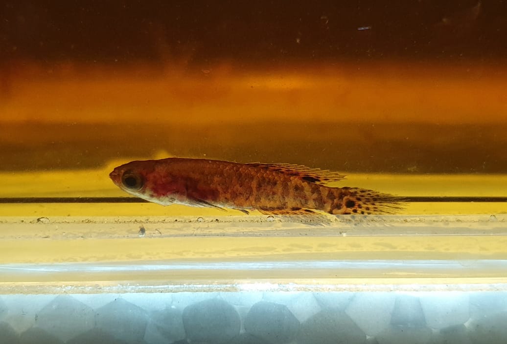 Figura 1 – Macho (acima) e fêmea (abaixo) de Campellolebias dorsimaculatus, o peixe-anual-de-Iguape, em aquário de campo. (Créditos: Domingos Garrone Neto).
