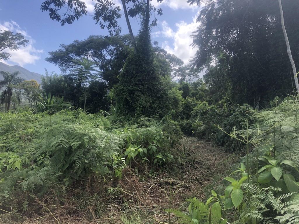 Figura 1. Abertura da Trilha para atividades de educação ambiental.