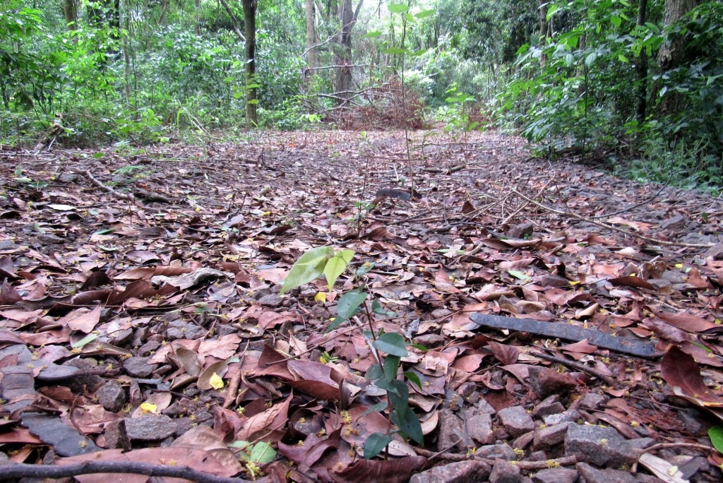 Área prospectada no Plano de Restauração da Mata Atlântica.